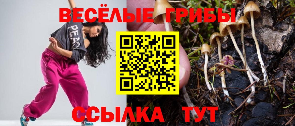 Псилоцибиновые грибы Magic Shrooms  где купить наркоту  Гусев  Галлюциногенные грибы Psilocybe  Вход с VPN 